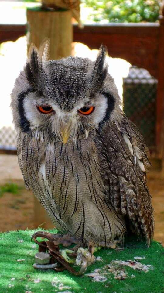 Benidorm bird of prey nature