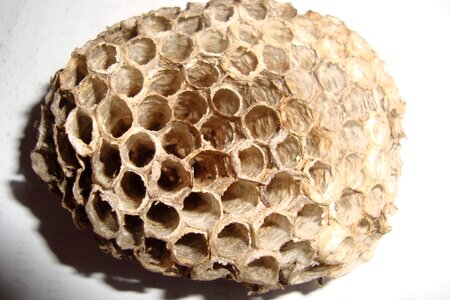 Hexagonal insect nest photo