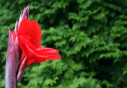 Plant beautiful color