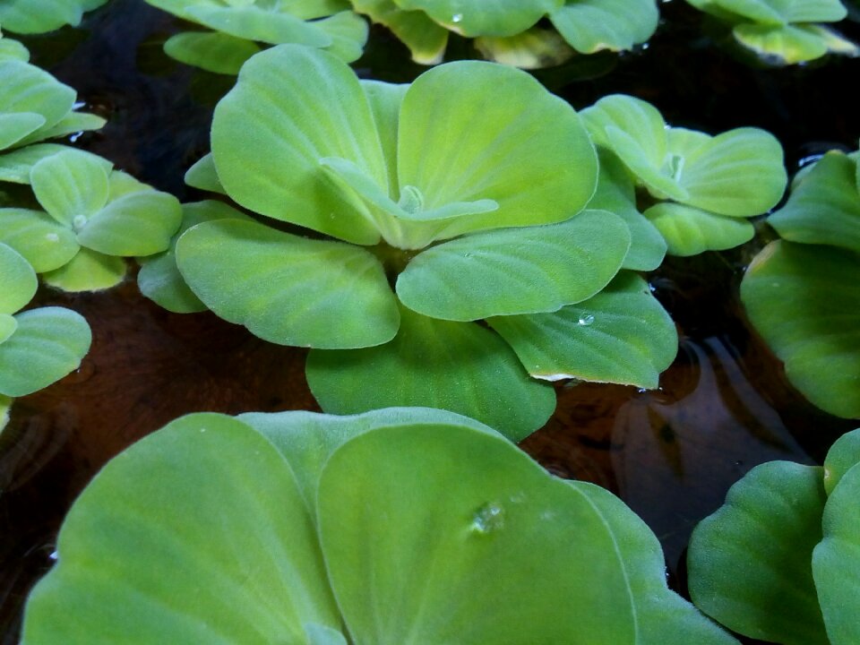 Early widescreen widescreen turnips water