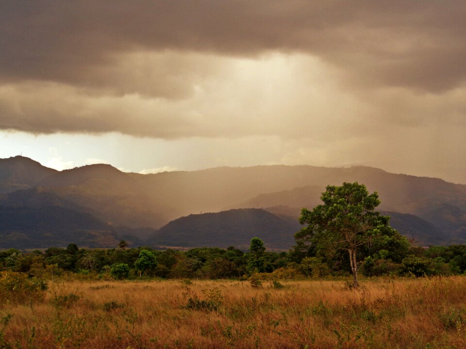 Tree landscape colombia