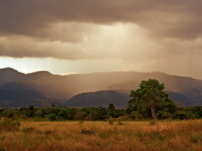 Tree landscape colombia