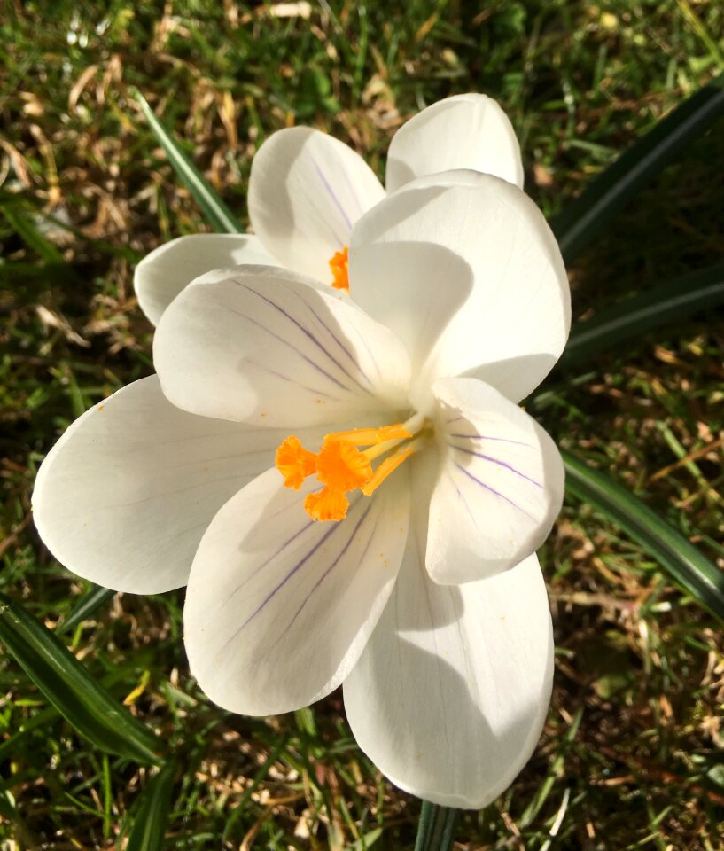 Spring flower sunshine garden