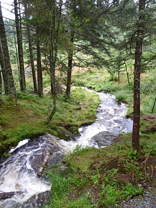 Nature forest flowing