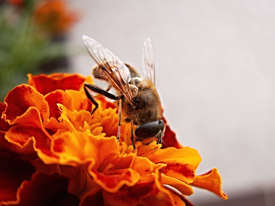 Macro insect afrikaner