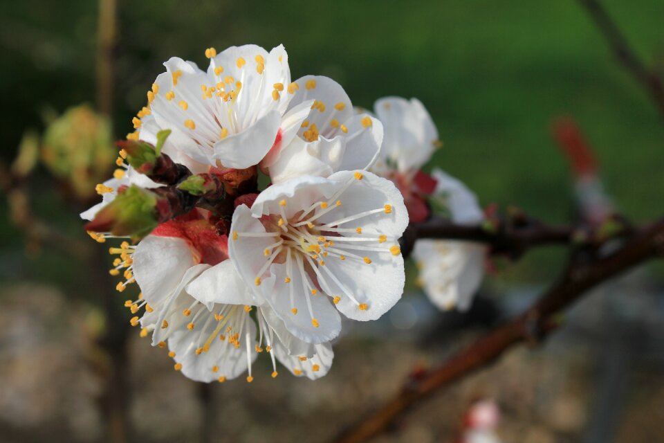Spring nature aesthetic