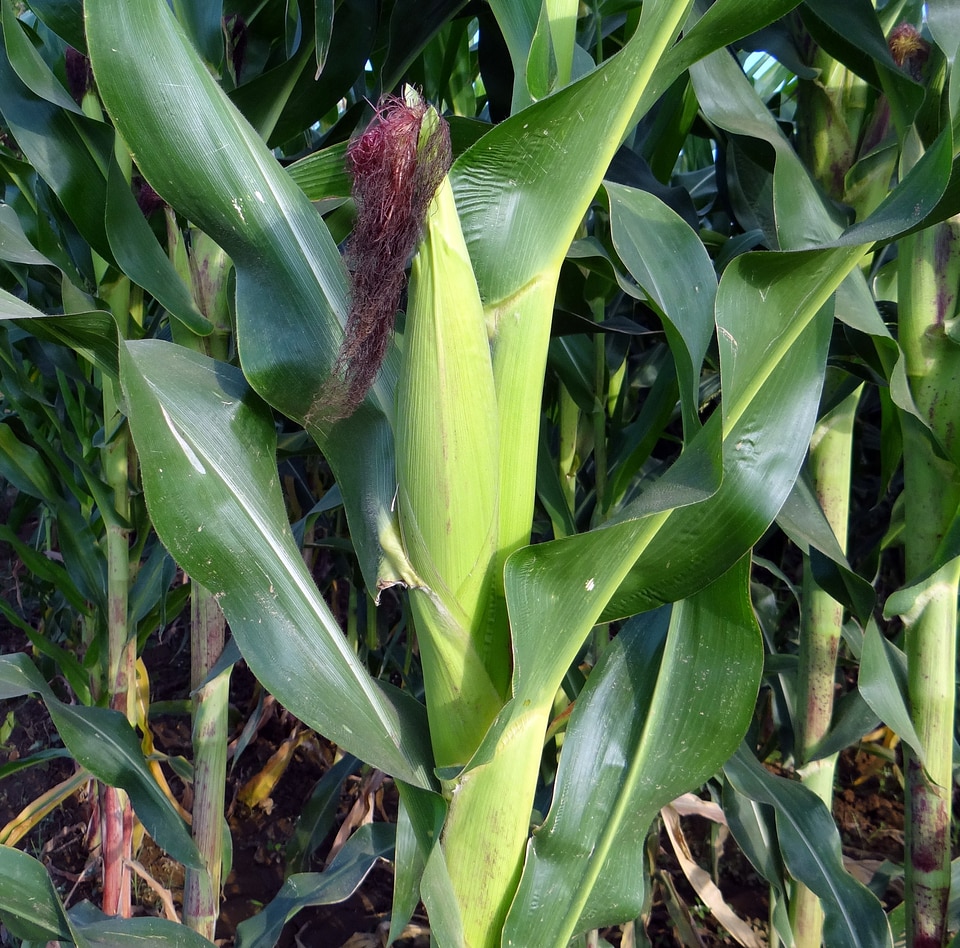 Cultivation agriculture farm