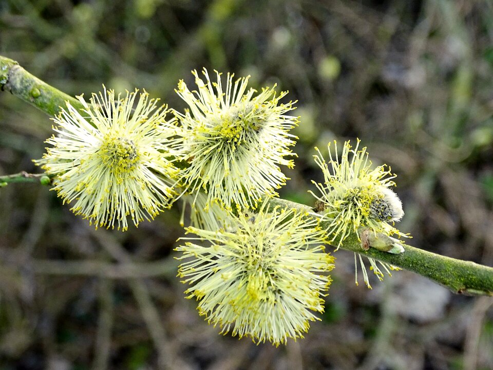 Plant spring pollen