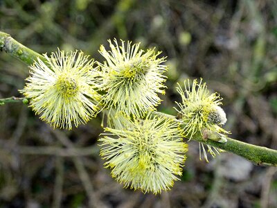 Plant spring pollen