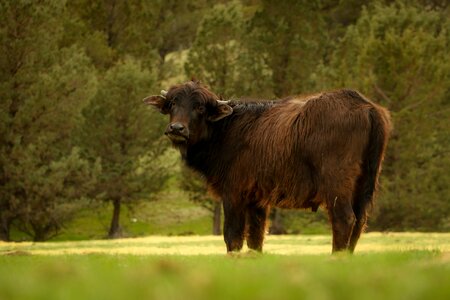 Wild wildlife