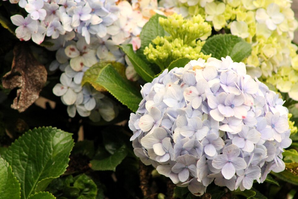 Plants garden spring