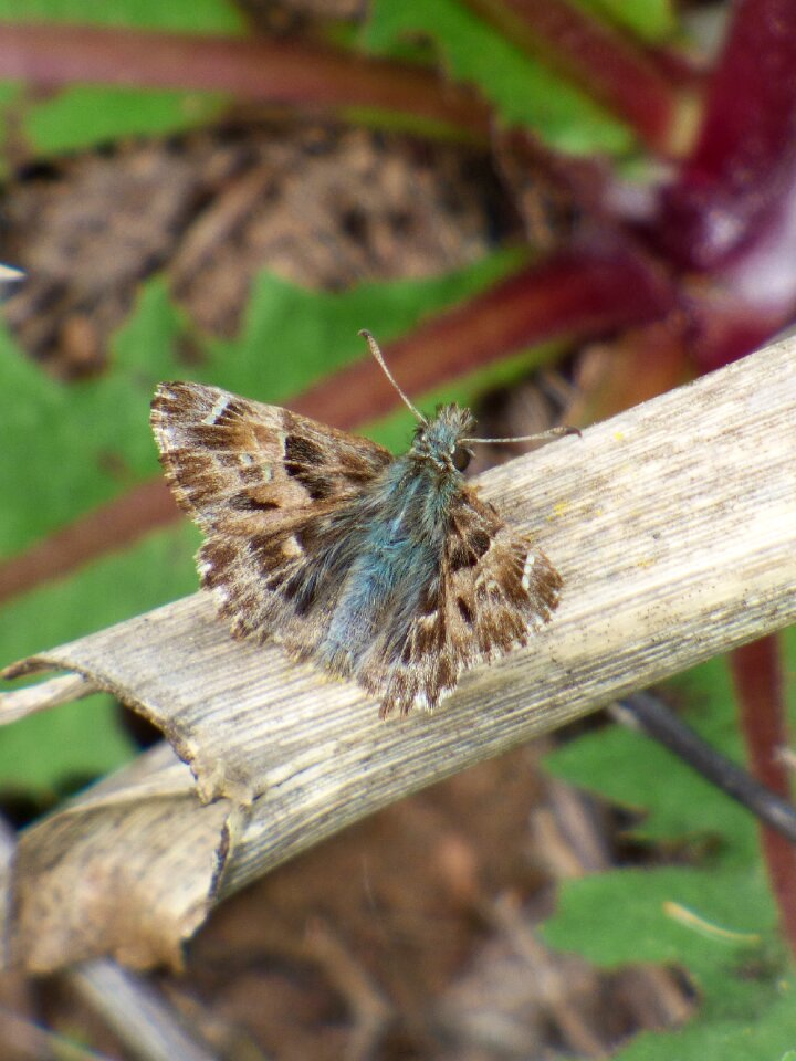 Butterfly lepidopteran capgròs common
