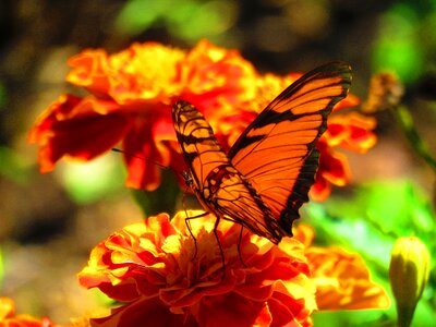 Nature monarch garden photo