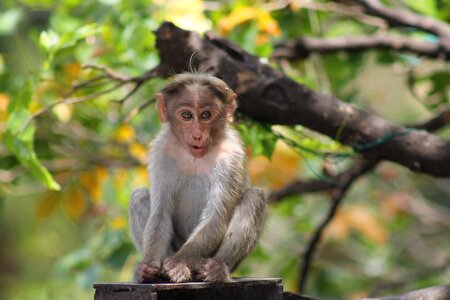 Animal asia