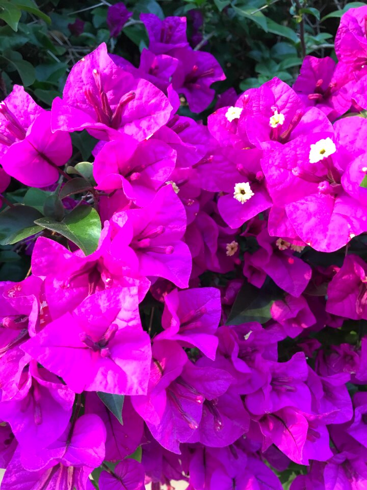 Flower outdoor spring