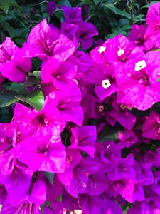 Flower outdoor spring