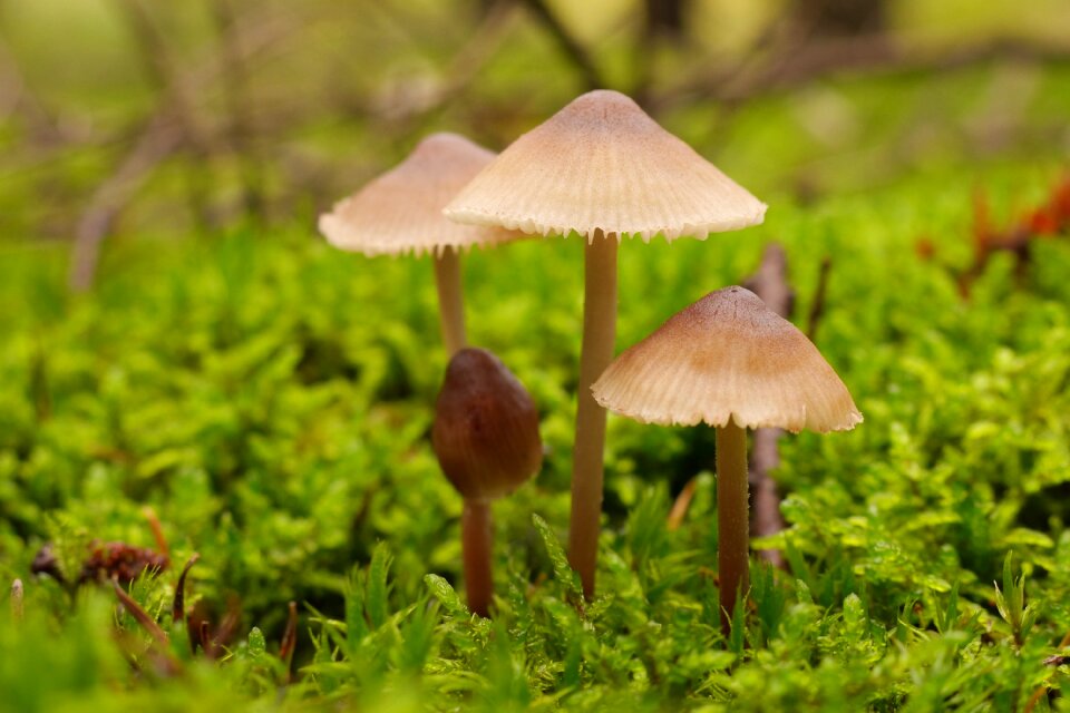 Forest close up nature photo