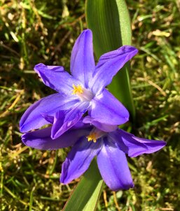 Blue petals scilla spring photo
