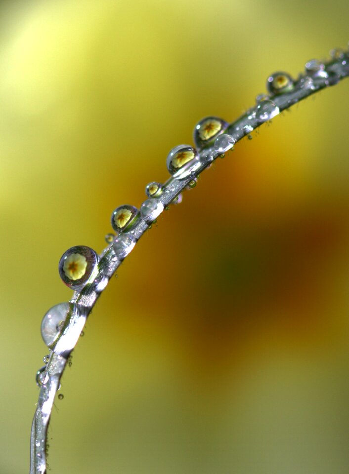 Reflection macro rain