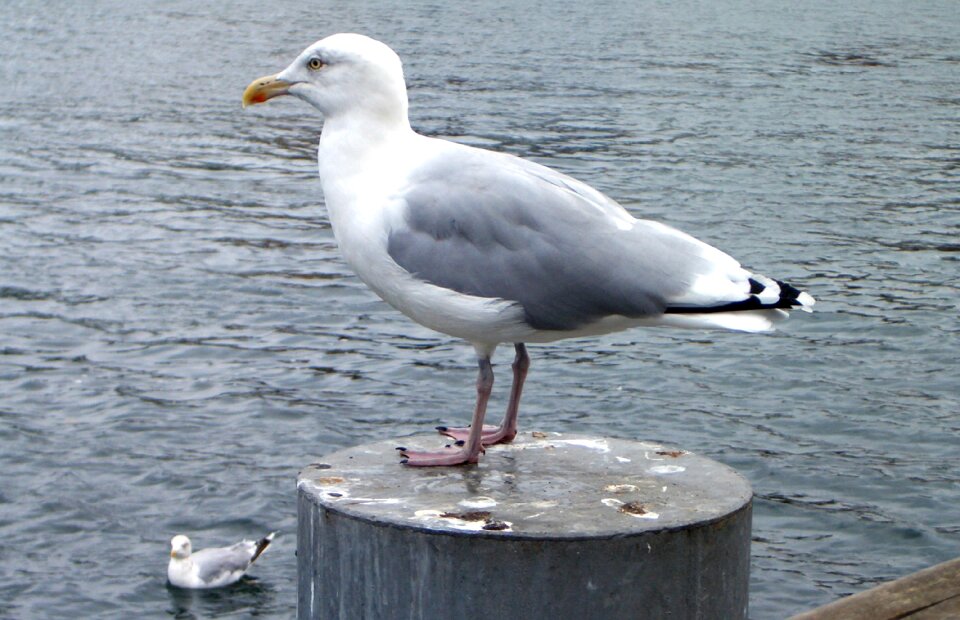 Water water bird warnemünde