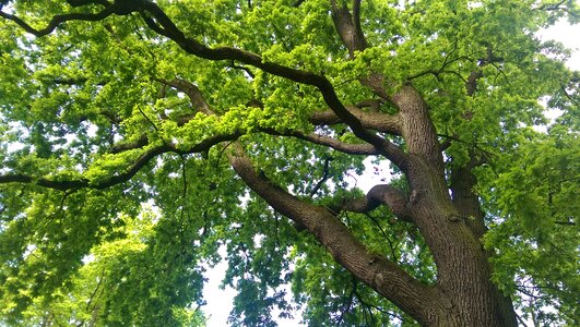 Old oak bark gnarled