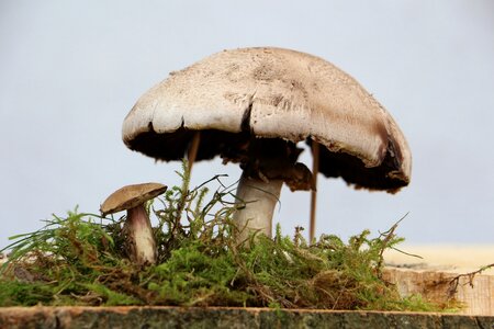 Close up moss mushroom picking