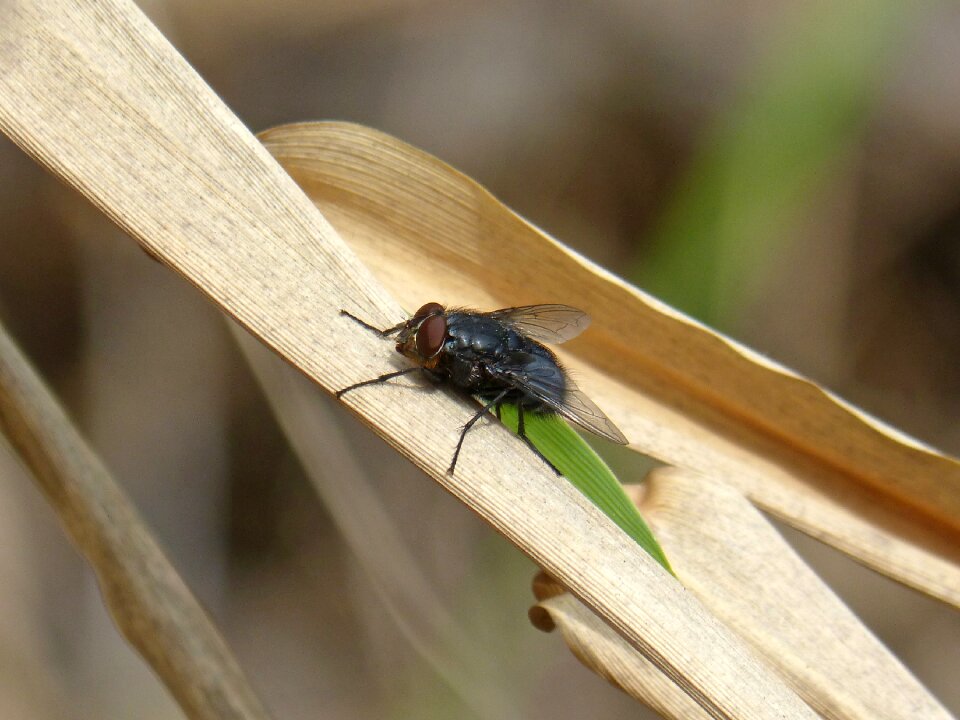 American cane botfly detail