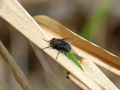 American cane botfly detail