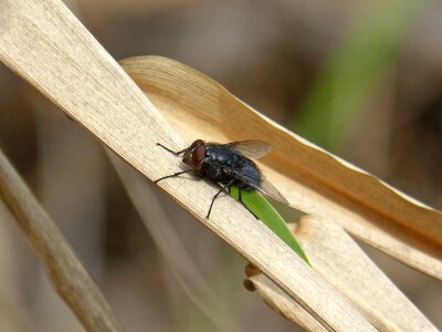 American cane botfly detail photo