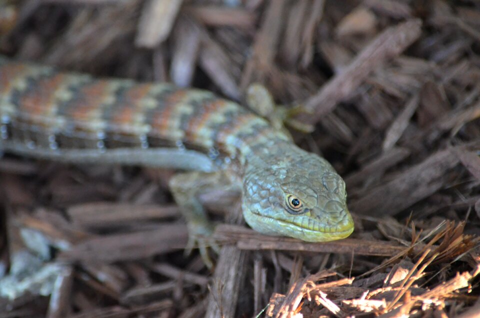 Nature animal viper