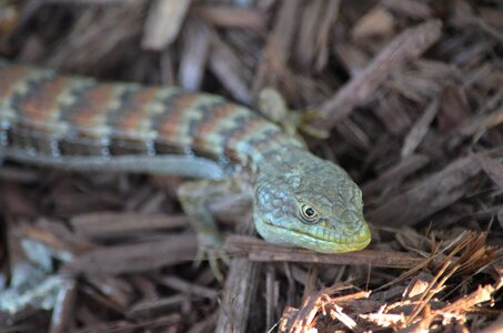 Nature animal viper