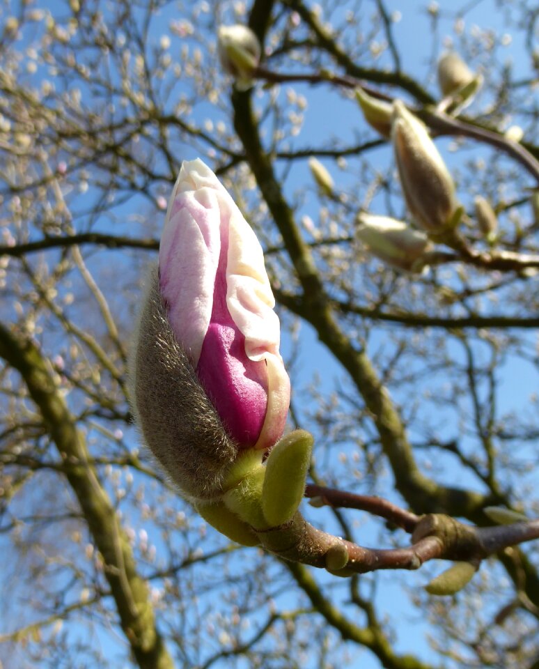 Nature flower tree