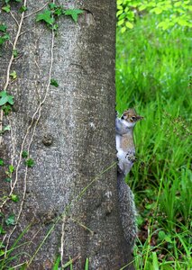 Nature animal forest