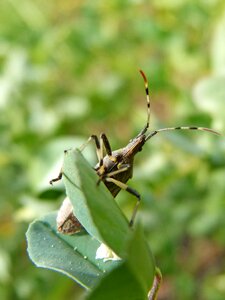 Cerambícido beetle longicornio have a look photo