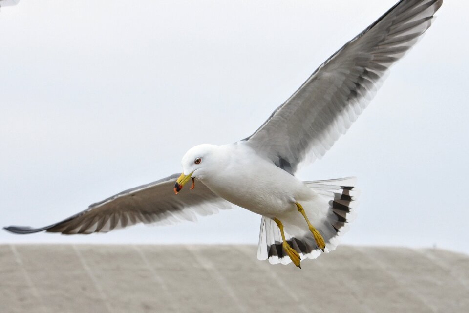 Seagull seabird wild animal