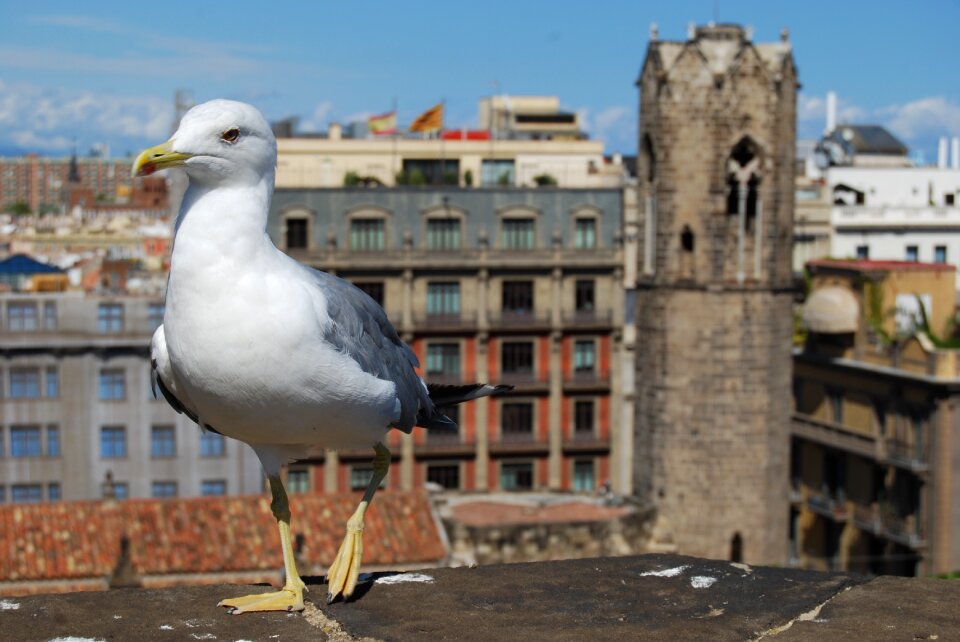 Barcelona outlook spain photo