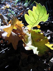 Autumn gold tree nature
