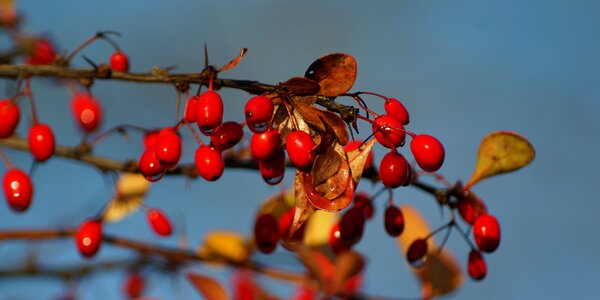 Sky blue red berry red photo