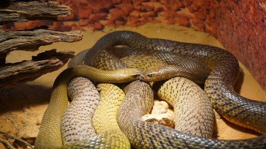 Reptile resting captivity