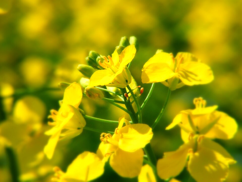 Field plant blossom