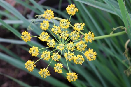 Herb plant