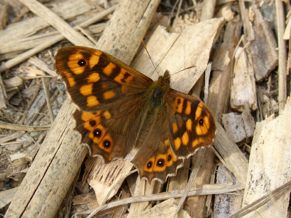 Butterfly walls pararge aegeria bruna bosc