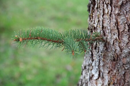 Branch conifer green