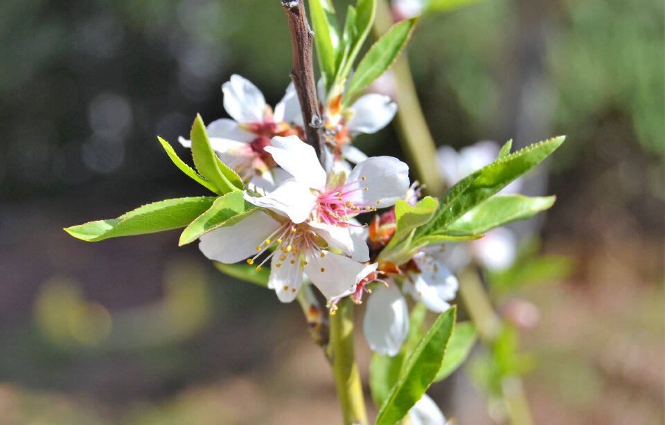 Garden white flowers flowering