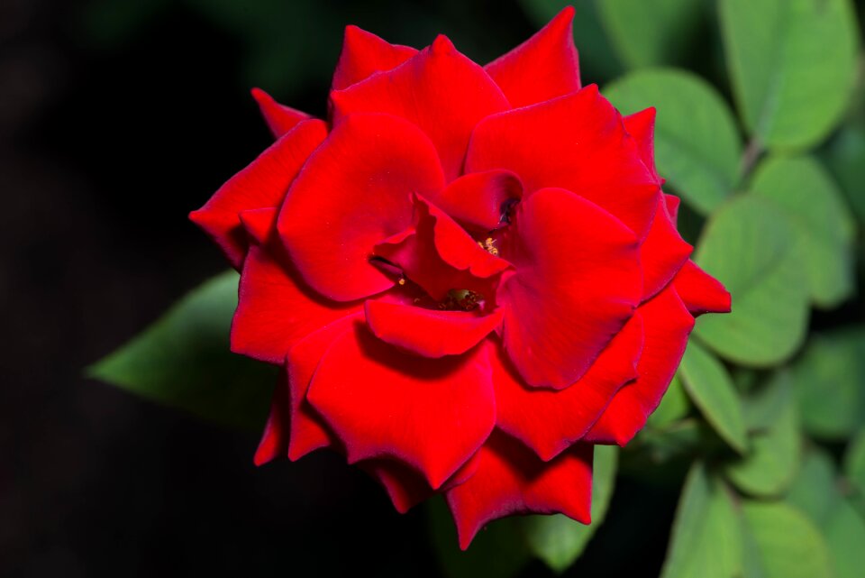 Love romance valentine