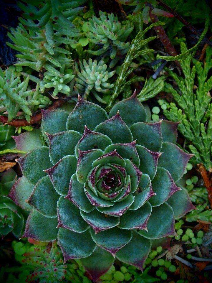 Crassulaceae nature rosette
