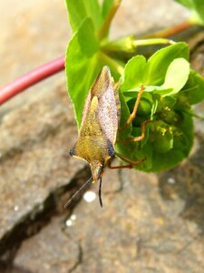 Insect flower detail