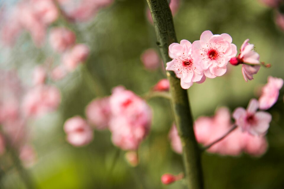 Peach blossom spring chongqing