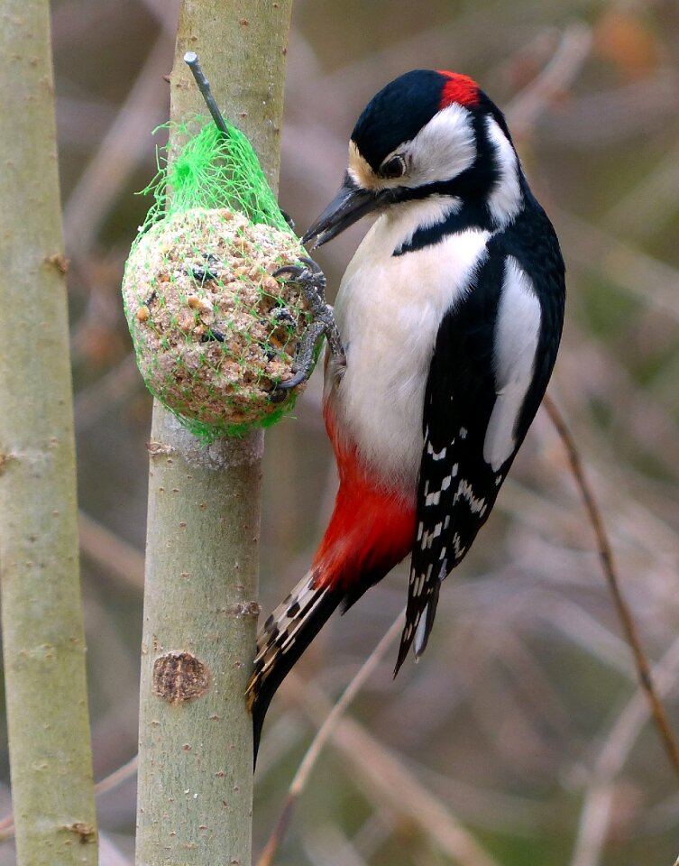 Birds great spotted woodpecker back