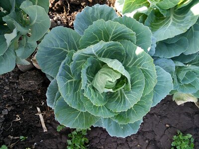 Vegetables garden